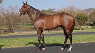 Vinery's 2021 Virtual Stallion Parade