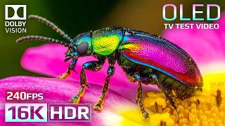 Crystal Detail 16k Hdr 240fps Dolby Vision Masterpiece 4k  8k Tv