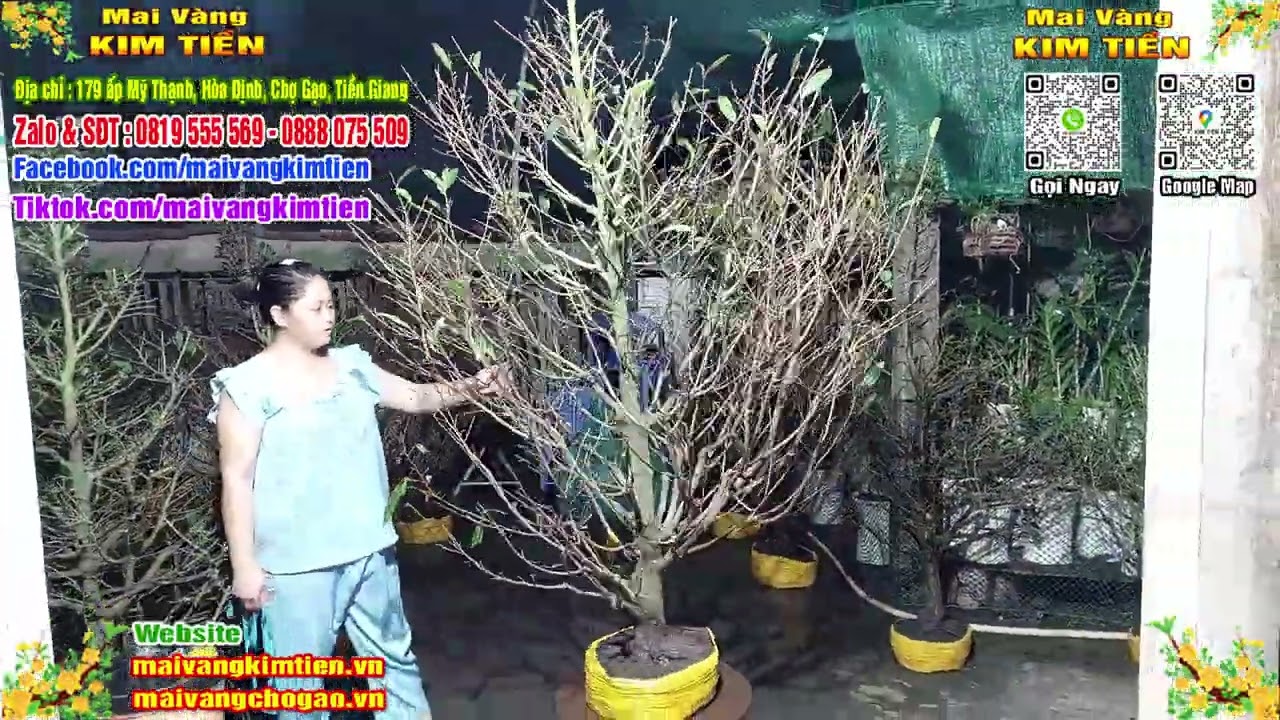 Phôi Mai Thủ Đức Giá Rẻ Bao Ship Bao Sống Toàn Quốc - Mai Vàng Kim Tiền Chợ Gạo