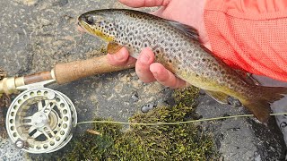 Fly Fishing For Wild Scottish Brown Trout.