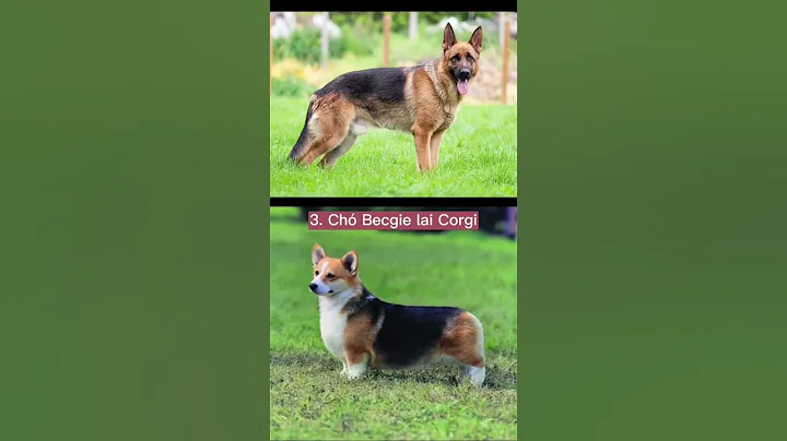 Top 5 dòng chó becgie lai phổ biến #pets #chó #dog