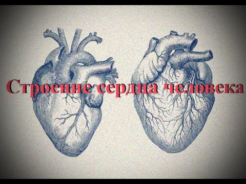 Сердце. Внешняя форма. Круги кровообращения. Строение камер и стенок ...