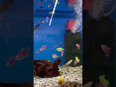 Неоновые рыбки😍😍😍