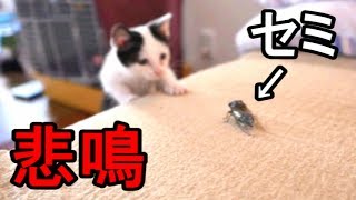 妻の大悲鳴！【子猫とセミ】Kitten