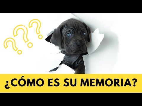 Vídeo: La Capacidad De Los Perros Para Saber La Hora