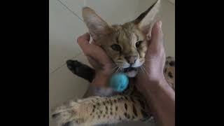 Apple Vision : Playing with Savannah Cats [ Spatial Video ]