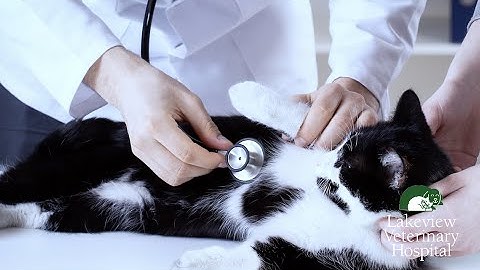 Pyrethrin/Pyrethroid Poisoning in Cats