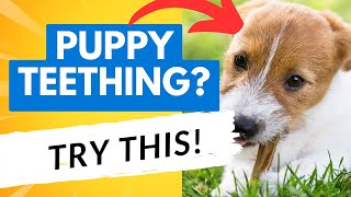 My Puppy is Teething: Here’s How You Can Help!