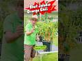 Bhut Jolokia Orange Chilipflanzen Mit 1 Mio Scoville In Der Schärfe Garden Chili Info