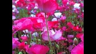 Ek Din To Honi Thi Mohabbat [Full Song] (HD) - Bedardi