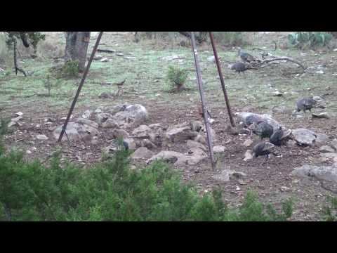 San Saba Texas, Turkey Bow Hunt