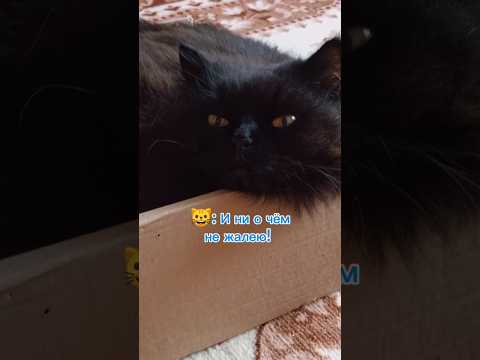 В коробке удобней 😺 #cat #catvideos #catlover #kittten #kitty #cutecat #funnycat #animals #котики