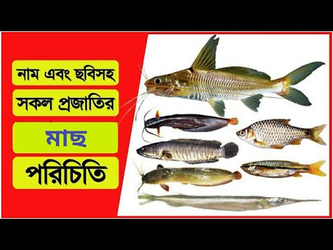 ভিডিও: সময়মতো এবং বাজেটের মধ্যে। প্রকল্প ব্যবস্থাপনা। গ্রন্থপঞ্জি