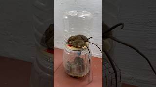 Quick And Easy Homemade Mouse Trap Idea / Mouse Trap 2#Rat #Rattrap #Mousetrap #Shorts