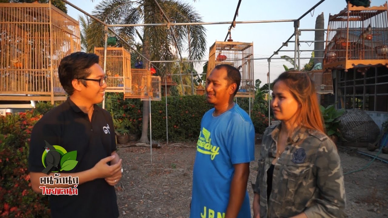 แชมป์นกกรงหัวจุกเสียงทอง ไร่ขิง57 อ้นอุ้มบางบัวทอง คนรักนกไทยแลนด์ EP 176