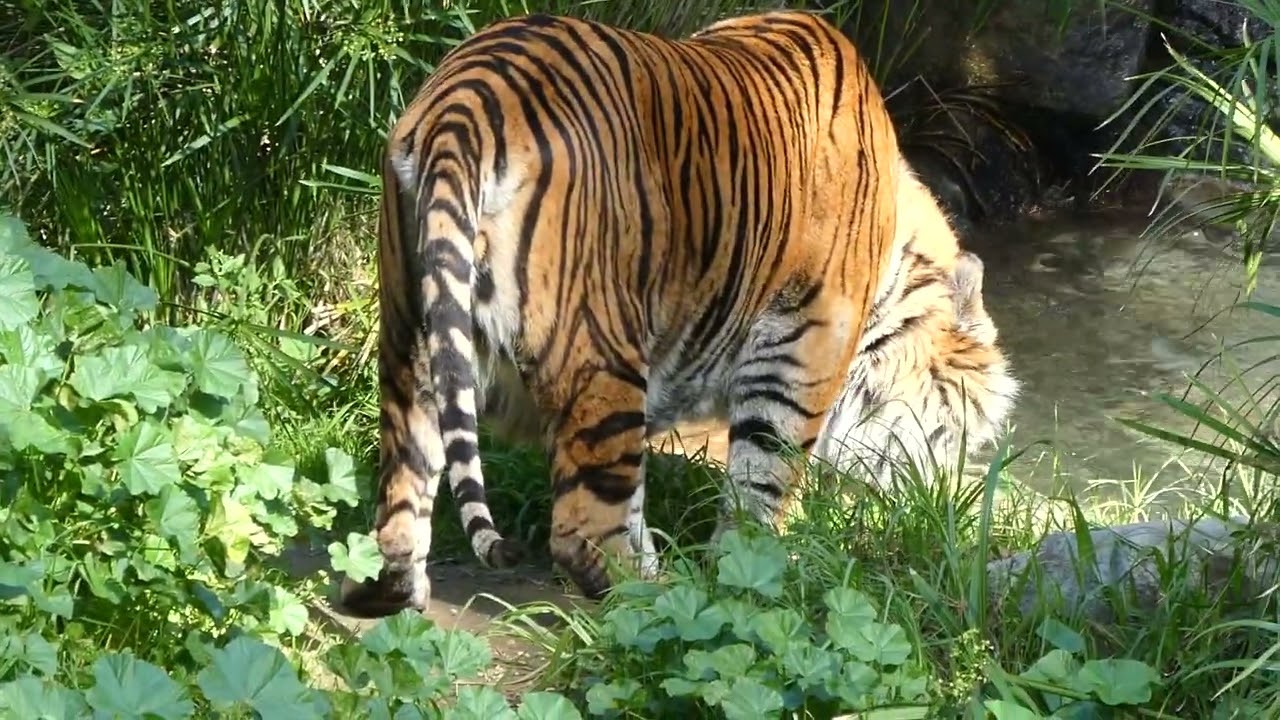 Sumatran Tiger CJ LA Zoo Los Angeles CA January 29, 2026 Sunny 80 Degrees Conservation Animals