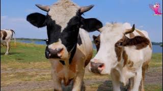 COW VIDEO 🐮🐄 COWS MOOING AND GRAZING IN A FIELD 🐄🐮