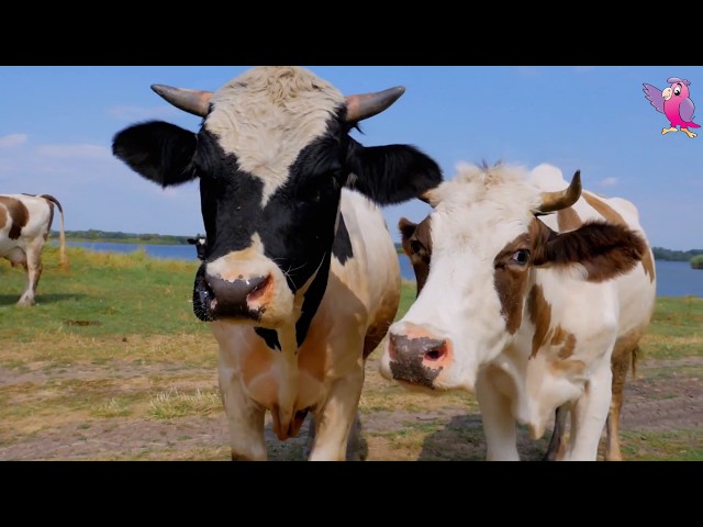 COW VIDEO 🐮🐄 COWS MOOING AND GRAZING IN A FIELD | Cow Video class=