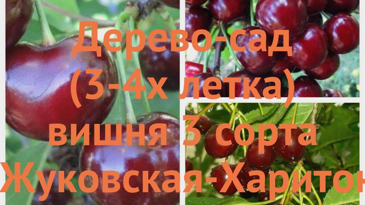 Вишня харитоновская описание сорта фото