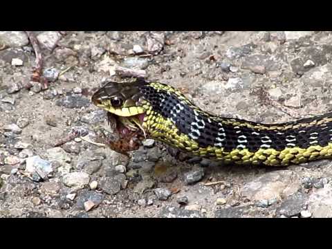 Garter Snake Eats A Frog Youtube