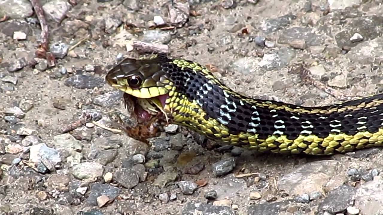 Garter Snake Eats A Frog Youtube