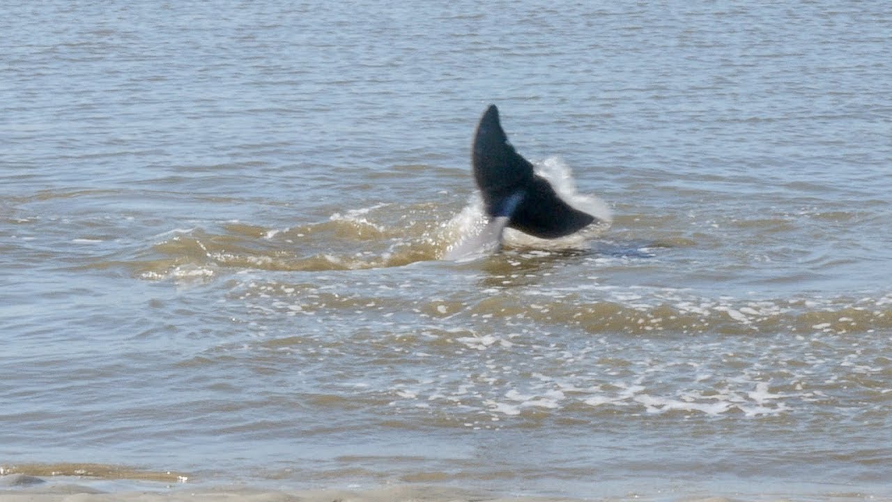 Dolphin pod herds a school of fish - YouTube