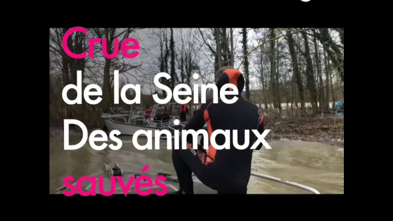 Poissy : une opération de sauvetage d'animaux, face à la montée de la Seine sauvetage geneve