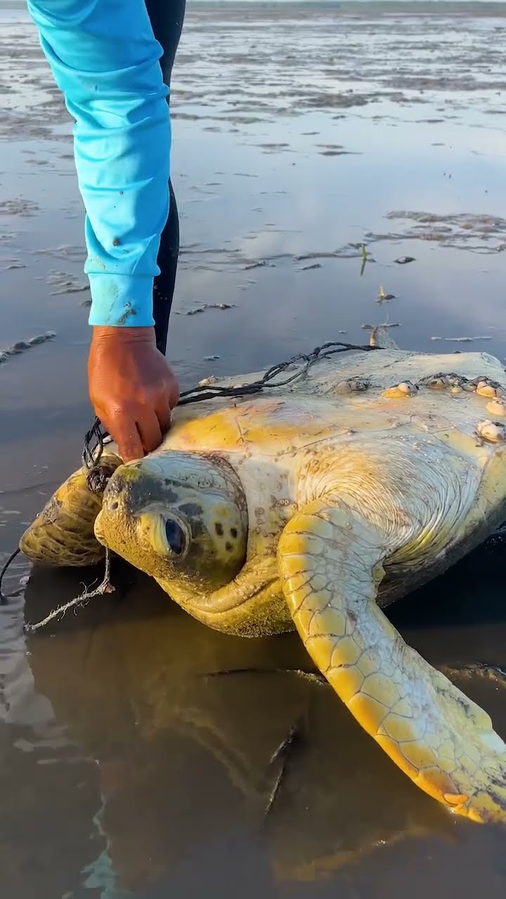 Kind Woman Frees Turtle Tangled In Rope