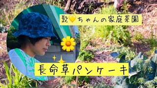 スーパーフード 長命草 パンケーキ レシピ