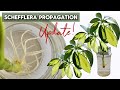 Update schefflera propagation