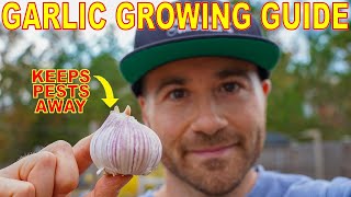 How To PLANT GARLIC For A PEST FREE GARDEN Next Season