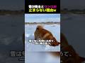 【 雪が降るとワンコが止まらない理由 🐶 】