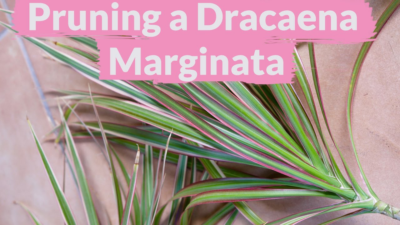 A Dracaena Marginata Needs Pruning: How To It - YouTube