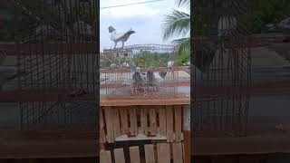 pigeon|kabutar|kobutor|কবুতর|pigeon video|kobutor ar video|kabutar ka video|কবুতরের ভিডিও