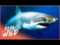 Sharks: The Kings Of The Ocean (Animal Documentary) | Sharks | Real Wild