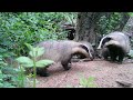 Piège photo : une famille de Blaireaux s&#39;amuse devant leur terrier - Full HD