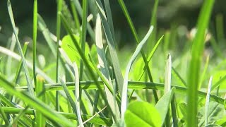 Seasonal allergies hitting Coloradans hard