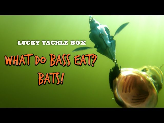 What Do Bass Eat? Bats! 