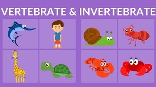 Vertebrate and Invertebrate animals | Video for Kids