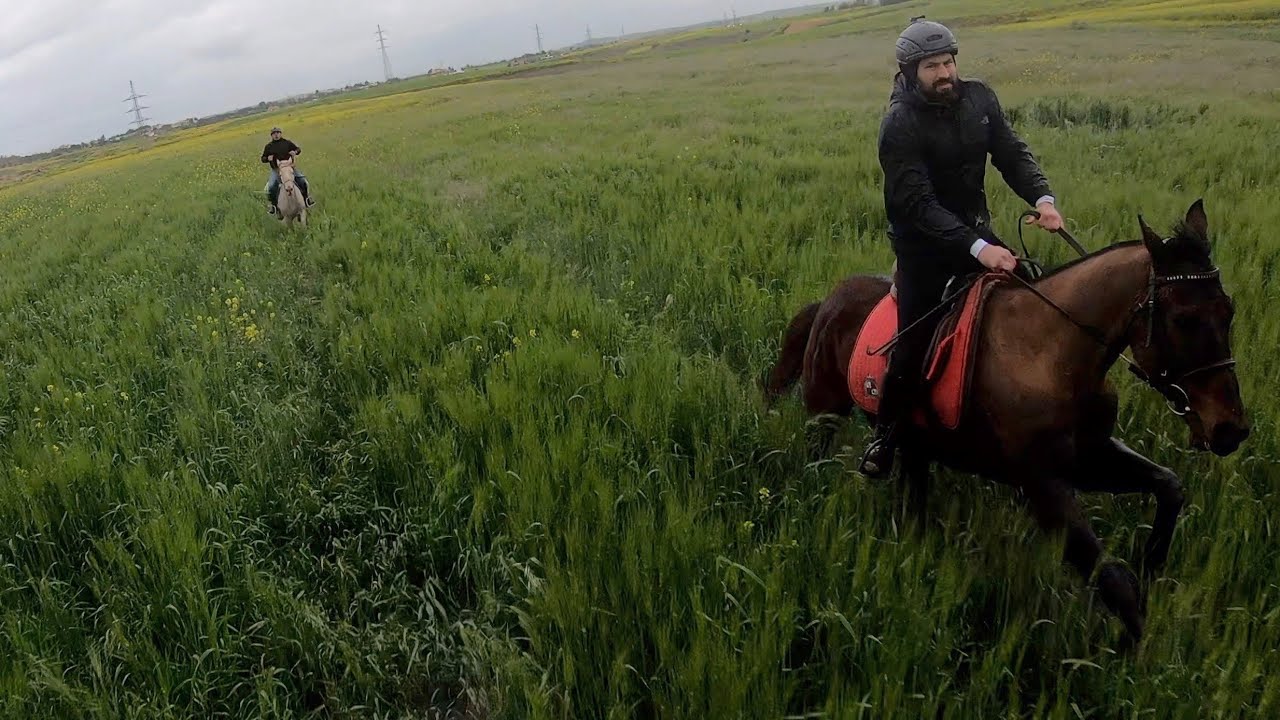 Amazing horses and nature - Galloping in the blooming countryside - GoPro Hero 7 Hypersmooth
