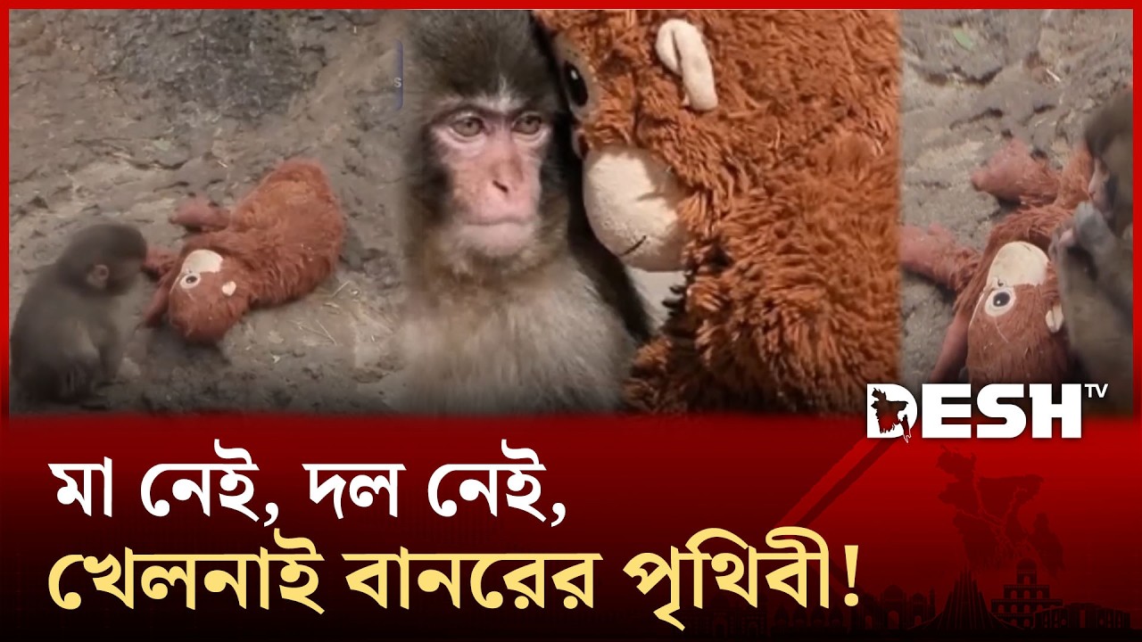 ভালোবাসা না পেলে কী হয় তার দেখা মিলল এক শিশুবানরের গল্পে! | Desh TV