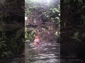 Leo Loves to Swim! (short) #costarica #dogs