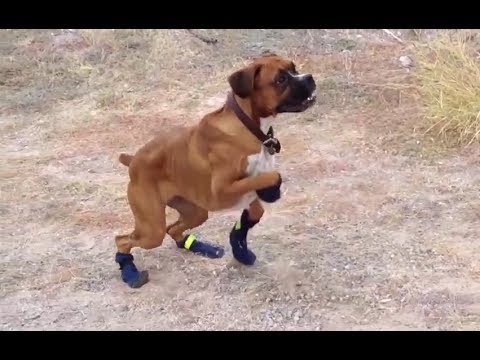 Video: Skor För Hundar