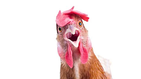 Chicken Scratch by Ellen Edwards