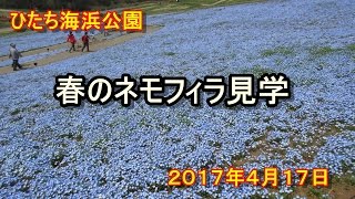 ネモフィラ花見 2017/4/17 ひたち海浜公園 ネモフィラの丘 検索動画27 ネモフィラ花見 2017/4/17 ひたち海浜公園 ネモフィラの丘 検索動画 27