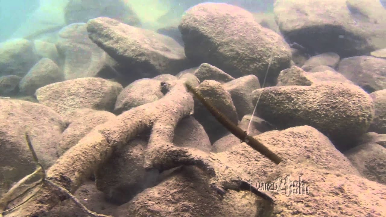 Various Ways To Present Wacky Rigs For Bass Fishing Youtube in Brilliant  types of fishing rigs for bass intended for Inspire Various Ways To Present Wacky Rigs For Bass Fishing Youtube in Brilliant  types of fishing rigs for bass intended for Inspire