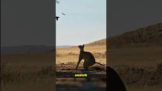 The Caracal Animal Medium Size Animal That Crazy Jump And Run