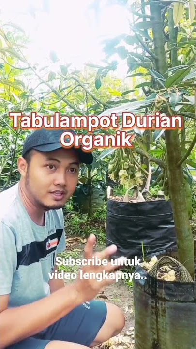 Tabulampot Durian Organik berbunga didalam pot...#musangking #bawor #durihitam #ochee #montong #fyp