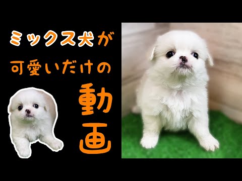ミックス犬(チワワ×ペキニーズ)チワペキ・子犬【川崎小田栄店