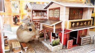 【DIY】倉鼠中式食店街 :3 Hamster Chinese Restaurant